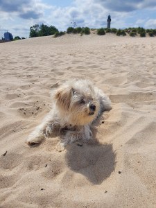 weisser-hund-am-strand