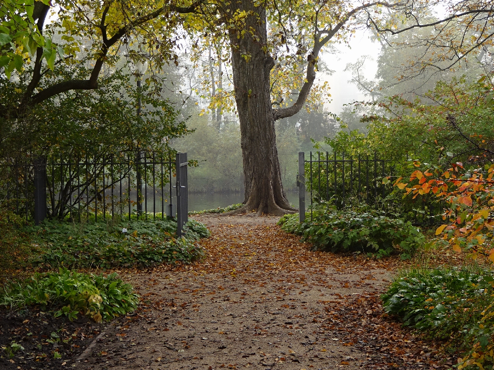 freundschaftsinselinsel-nebel