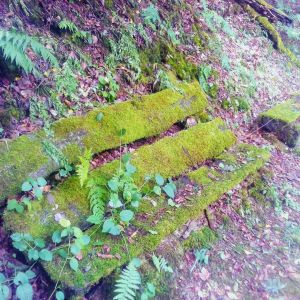 bank-mit-moos-bewachsen