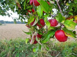 aepfel-am-baum