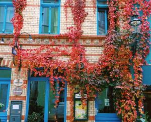 rote-weinblätter-an-hausfassade