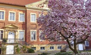 blühender-magnolienbaum-am-domplatz-muenster