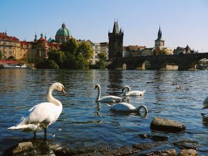 schwäne-auf-der-moldau
