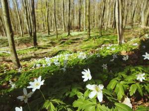 weisse-blumen-im-wald