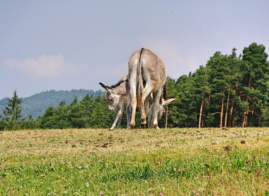 eselmutter-mit-fohlen-auf-weide