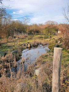 kleiner-teich-im-park