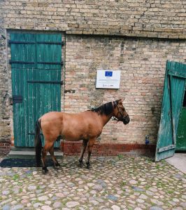 braunes-pferd-vor-stall