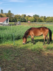 grasendes-pony-auf-der-weide