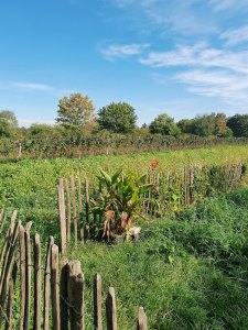 ackerland-mit-blauem-himmel