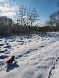 hund-mit-mantel-im-schnee